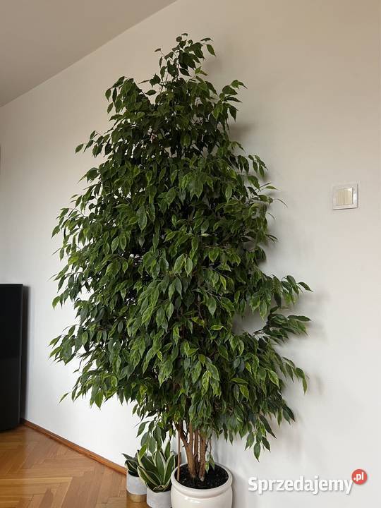 fikus beniamina żywy 205 zdrowy zadbany Syców