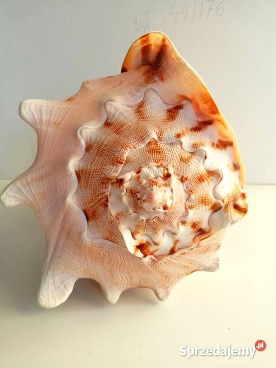 Muszla morska Cassis Cornuta duża 232019