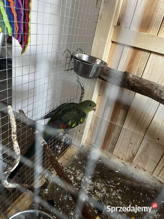 Księżniczka słoneczna papuga górska Berga