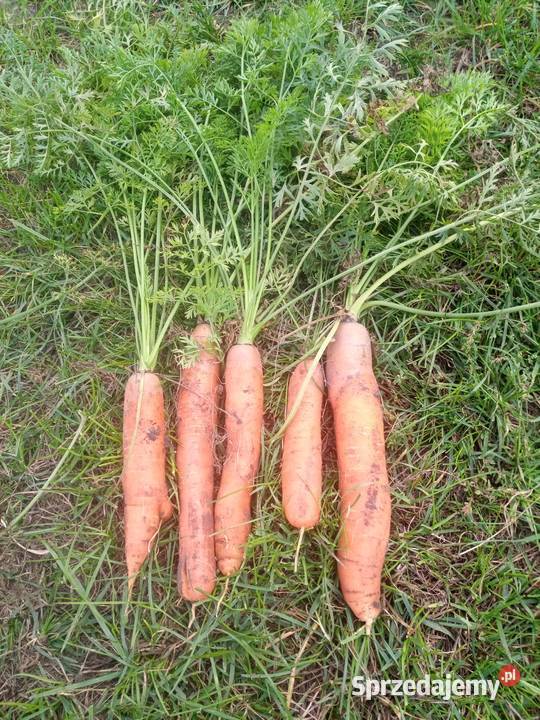 WarzywaZboża z małego gospodarstwa Rolnictwo Łosice sprzedam
