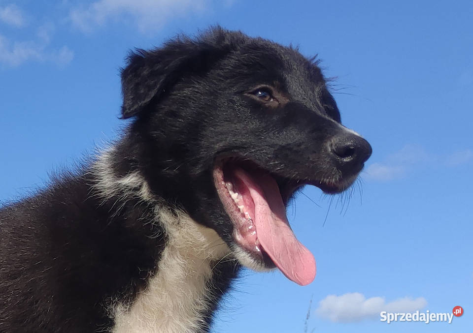 BORDER COLLIE Rasowy z pełną dok świetnych Iwonicz sprzedam