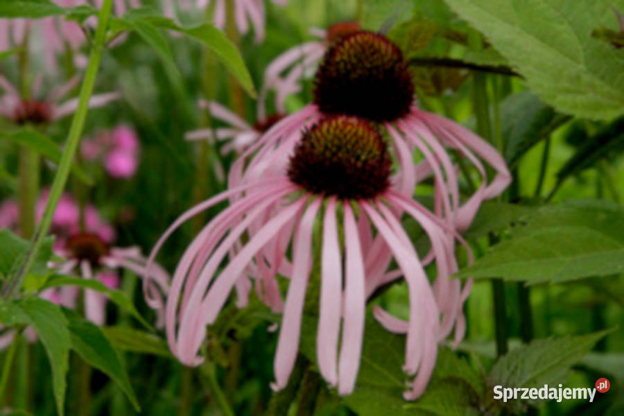 JEŻÓWKA BLADA Echinacea sadzonki w doniczkach Ustronie sprzedam