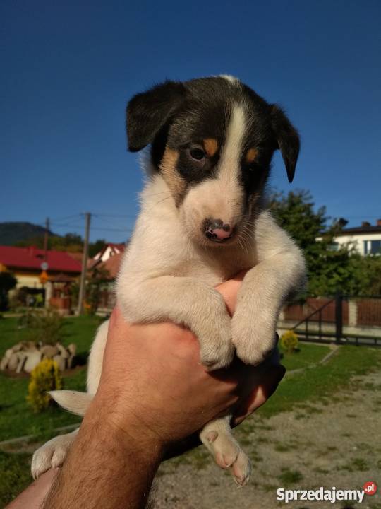 ODDAM mieszańce Owczarka Collie i Dalmatynki Kamienica