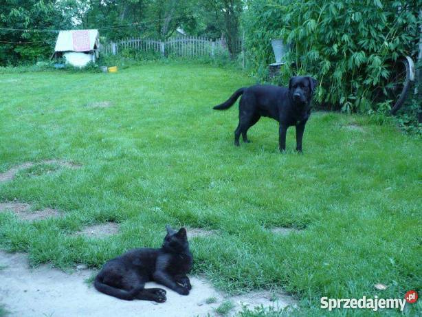 Krycie czarny labrador szuka suczki łódzkie