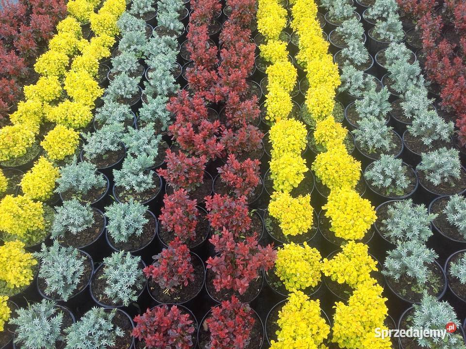 Berberysy Karlowe małopolskie