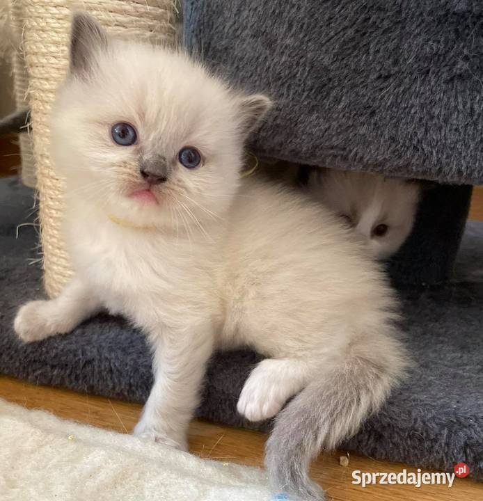 Przepiękne kocięta rasy Ragdoll z rodowodem mazowieckie Warszawa