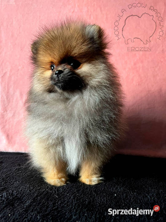 Szpic miniaturowy Pomeranian suczka ORANGE SABLE Łódź