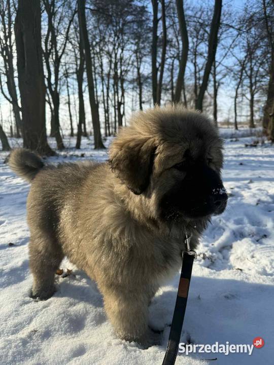 Sprzedam piękną suczkę owczarek
