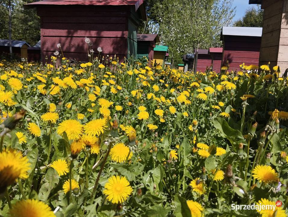 Miód Zamość i Roztocze Pasieka GardenQueen Pszczelarstwo