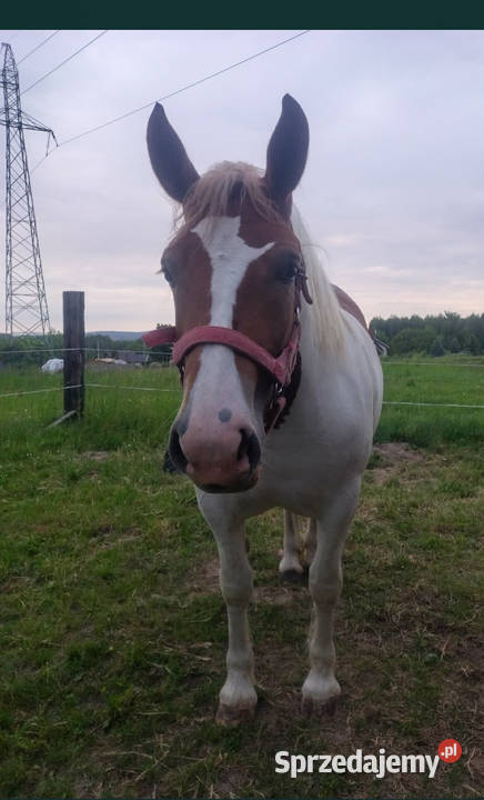 Na sprzedaż śliczna klacz zimnokrwista Kielce