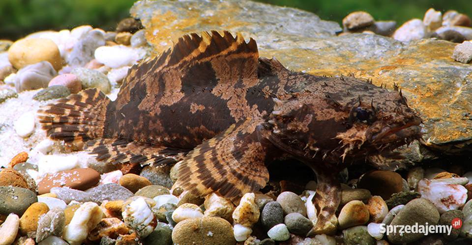 Batrach kwiczący - Allenbatrachus grunniens - RARYTAS Gdańsk ...