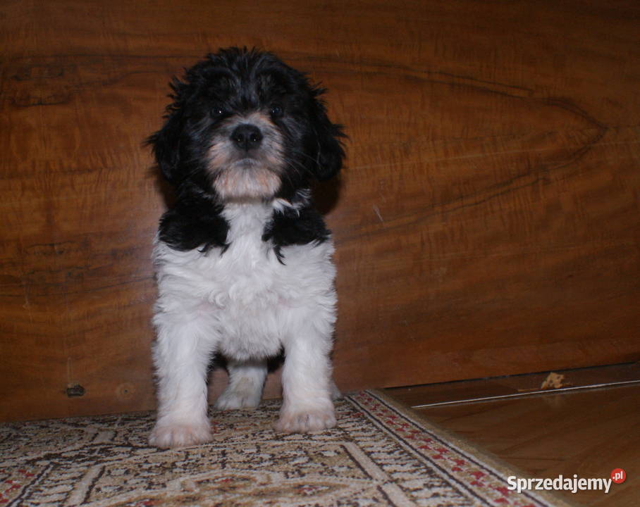 polski owczarek nizinny podkarpackie Jarosław