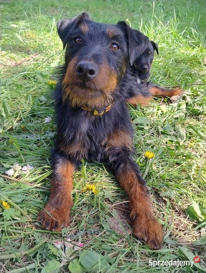 Terier Niemiecki Piesek