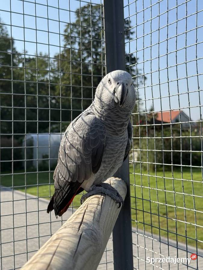 Papuga żako papugi żako para Zielona Góra