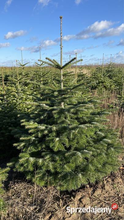 Jodła kaukaska Choinki Leszno Duży wybór Niskie sprzedam