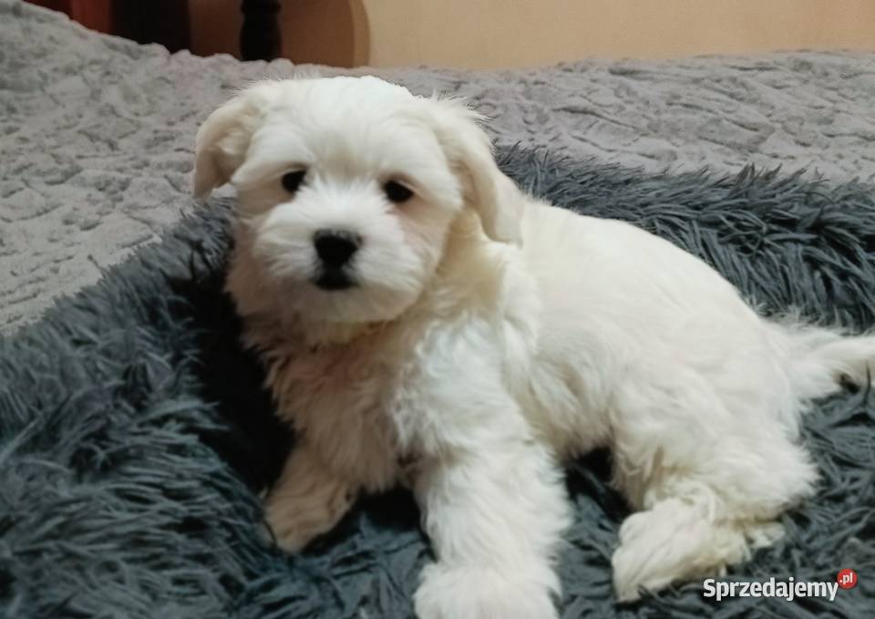 Maltańczykśliczny piesek Warszawa sprzedam