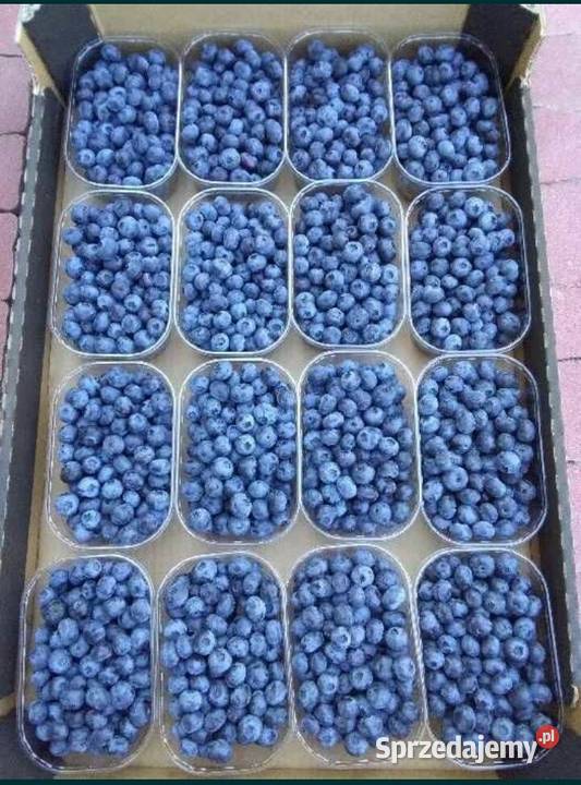 Borówka Amerykańska Owoce 5 250g Telefon podkarpackie Dębica