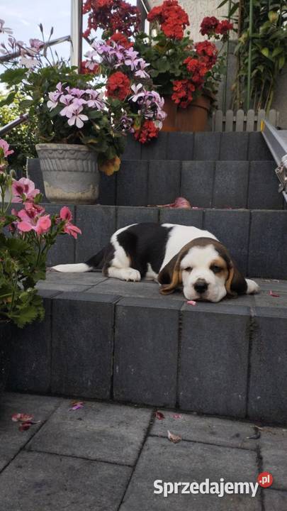 BEAGLE PIĘKNA SUNIA TRICOLOR GOTOWA DO ODBIORU Łódź