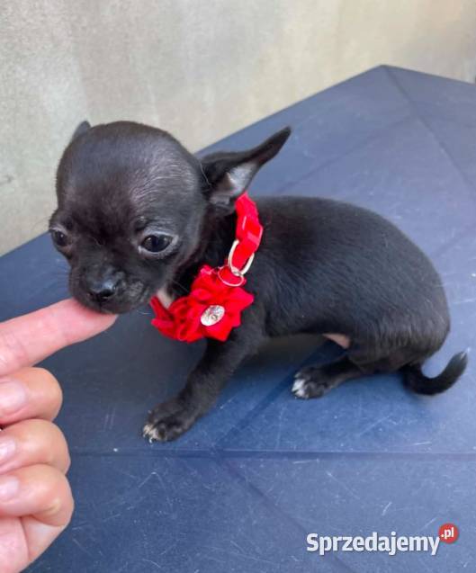 Chihuahua mini prześliczna czarna suczka śląskie Częstochowa sprzedam