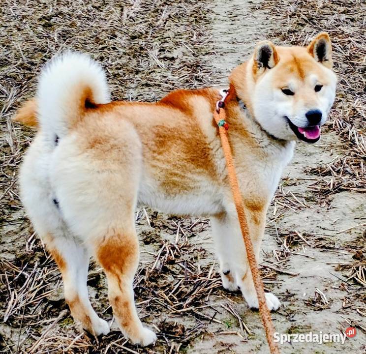 Shiba Inu czerwony przemiły piesek Bychawka Trzecia
