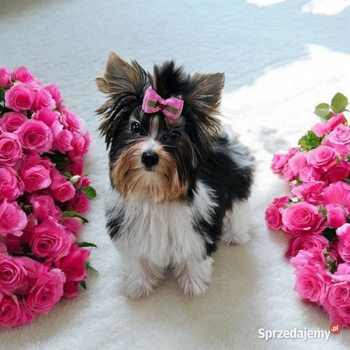 Piękna Miniaturowa maleńka Suczka York Biewer Do York Opole