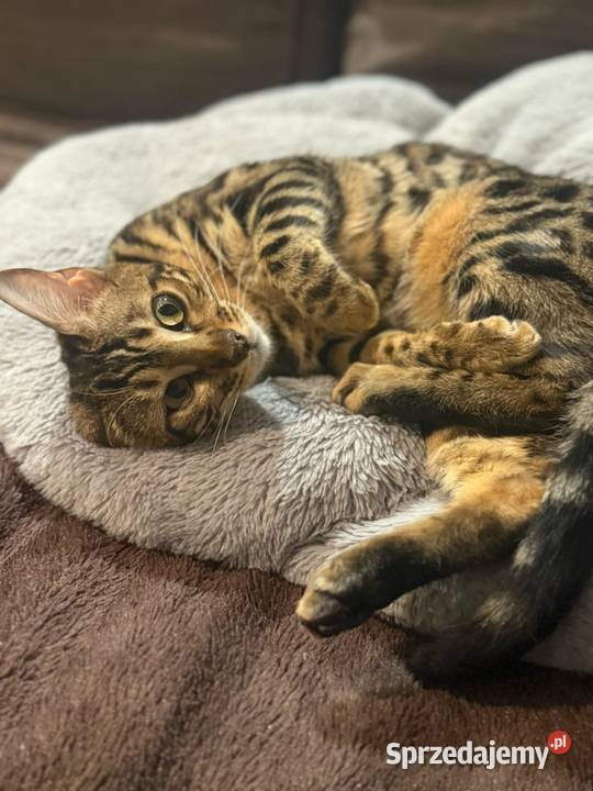 WYJĄTKOWA kotka Bengalska Kraków sprzedam