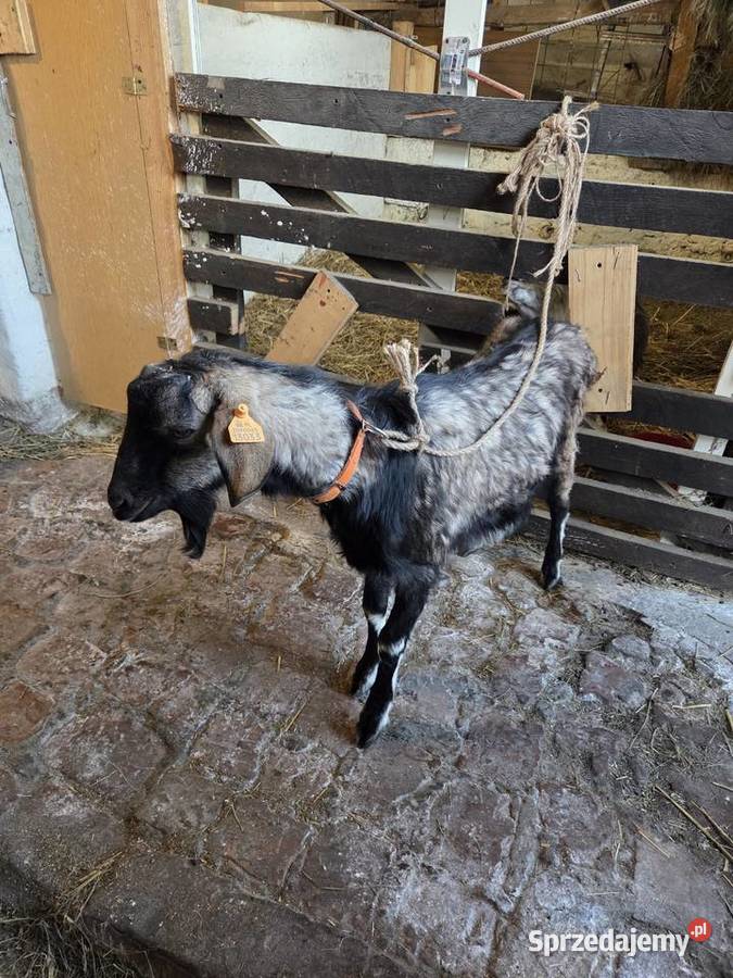 Sprzedam lubuskie Gorzów Wielkopolski sprzedam