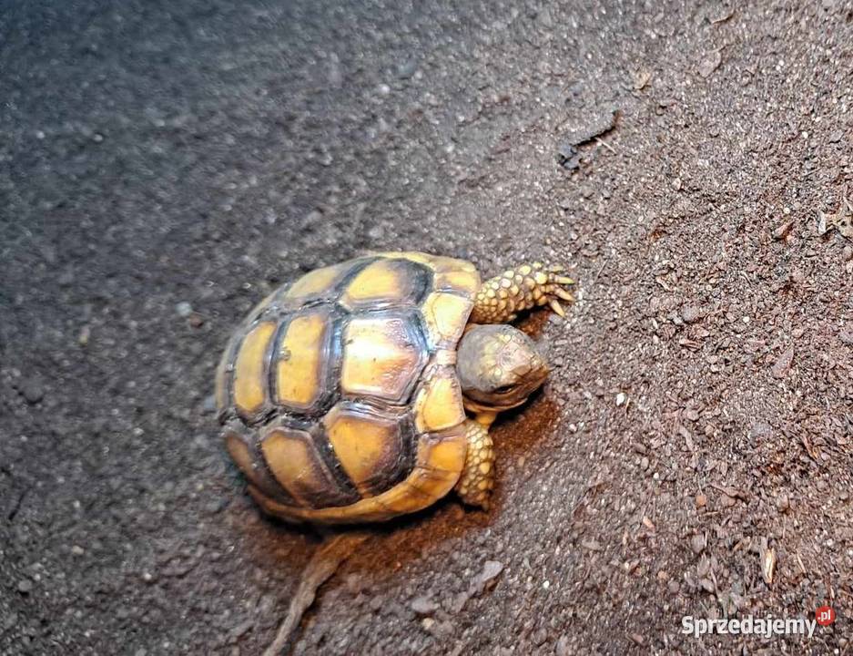 Żółw Obrzeżony