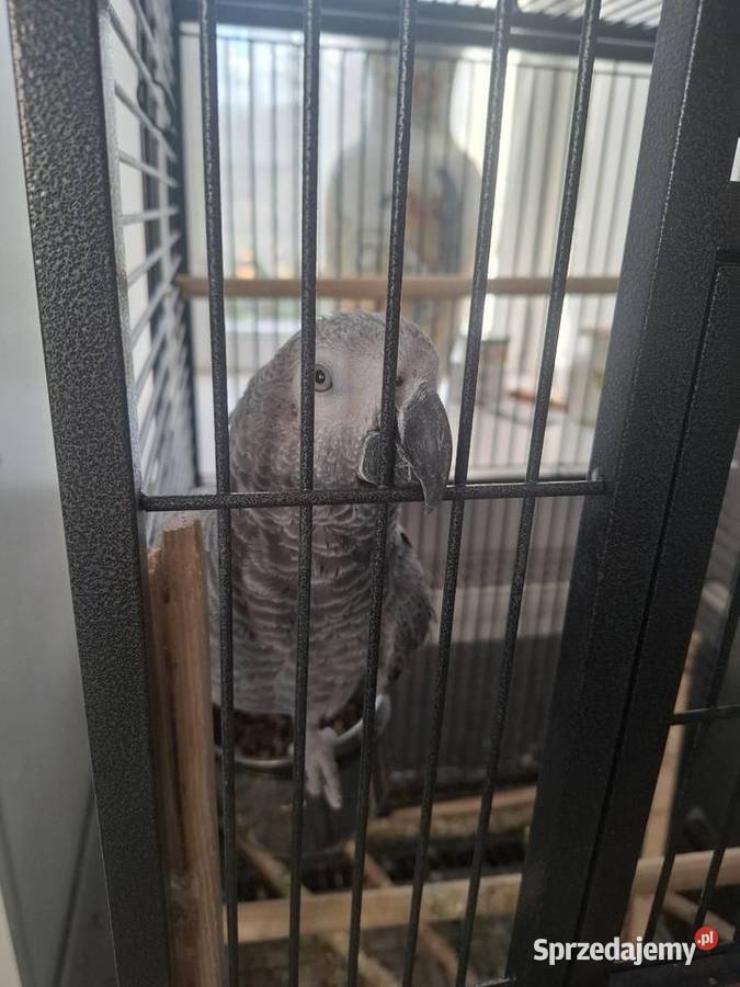 Żako kongijskie samica dolnośląskie Bolesławiec