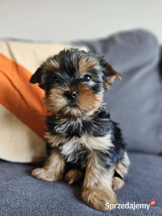 Suczka Yorkshireterrier Malutka Gotowa do zmiany Częstochowa