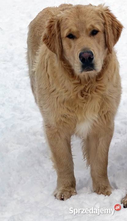 Golden retriever 9 miesięczny Przysucha sprzedam