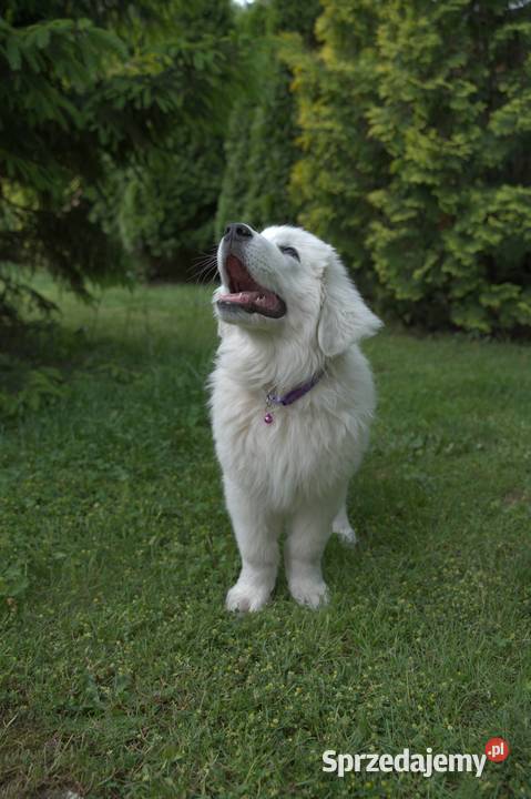 Sprzedam szczeniaczki rasy Polski Owczarek Ostrów sprzedam