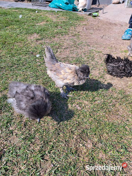 Sprzedam silki mazowieckie Pepłowo sprzedam