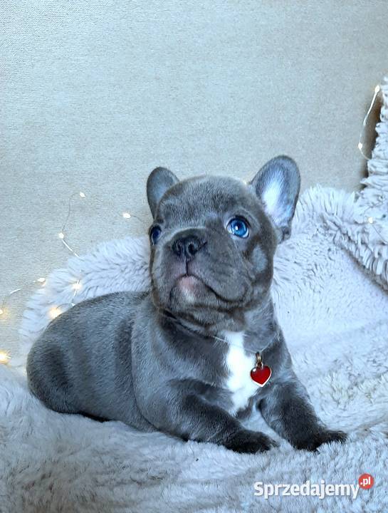Buldog francuski Pabianice