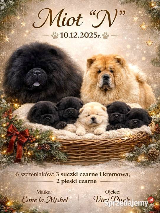 Chow Chow Czarne Szczeniaki