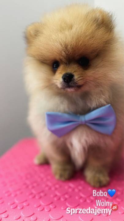 Pomeranian mini BoboTyp Misia pomorskie Kolbudy