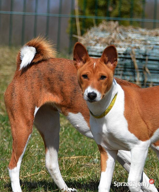 Basenji sunia Z Klanu Łobuzów FCI paszport EU Chełm