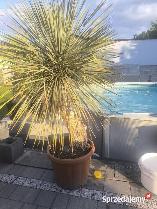 palma yucca rostrata śląskie sprzedam
