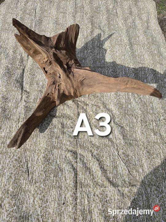 Korzeń ozdobny lubuskie Trzciel