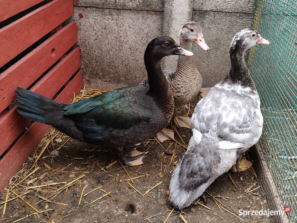 Kaczki kaczuszki call duck i francuskie piżmowe Łask