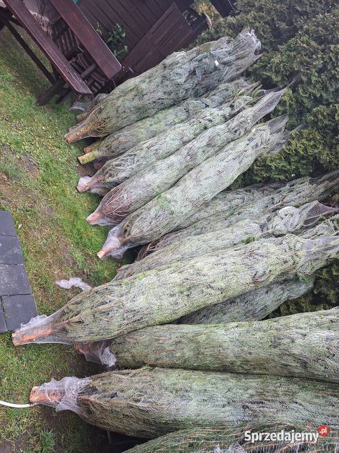 już mamy Jodły kaukaskie i choinki cięte i