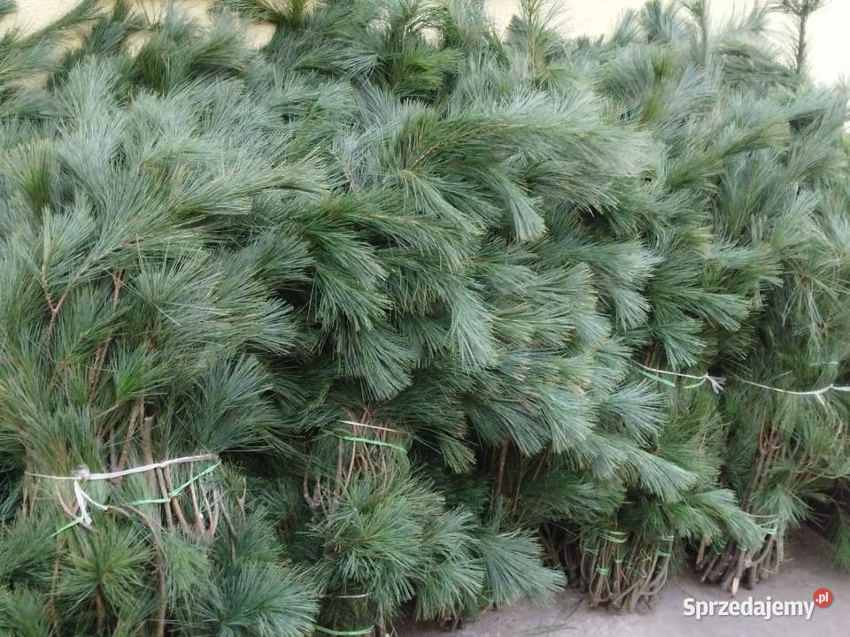 Sosna wejmutki Brzeg