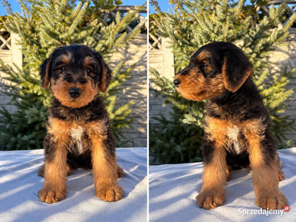 Airedale Terrier szczenięta ZKwPFCI sprzedam