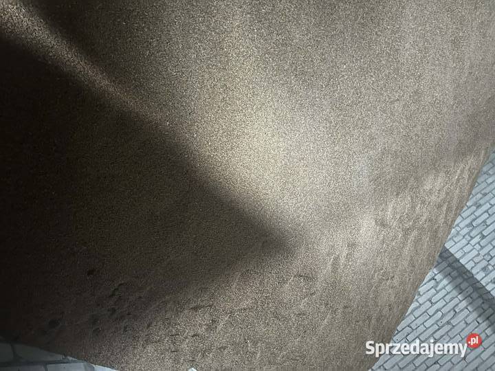 Przenica jara Anakonda