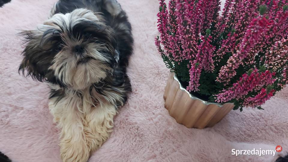 Śliczny wesoły piesek shih tzu