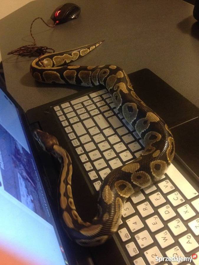 WążPyton Królewski terariumsprzedam sprzedam