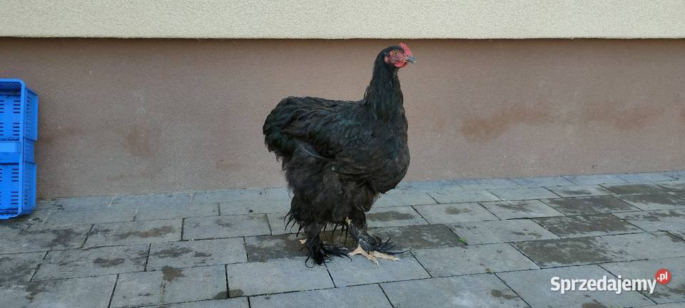 Sprzedam koguty młode