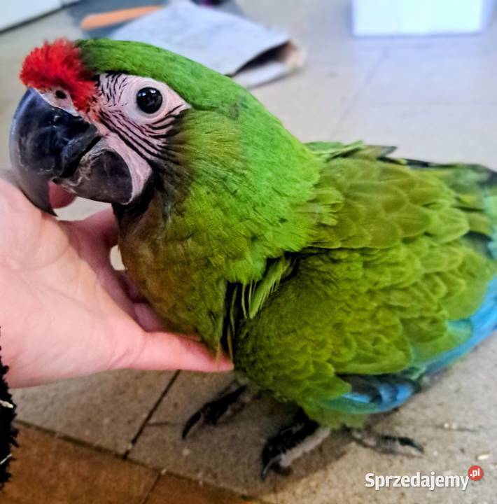 Ara zielonaMilitaris samica 2025 Skokowa sprzedam