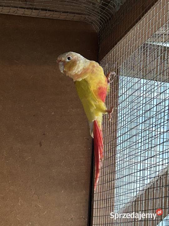 Samica rudosterki 4letnia