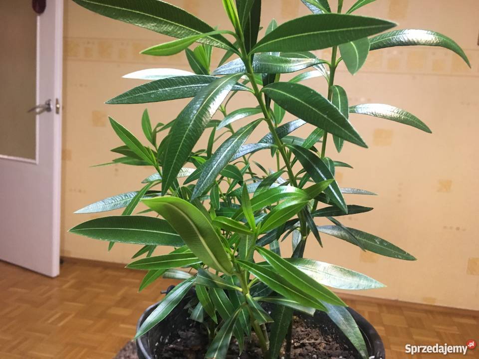 Sadzonki oleander Brzeźnica sprzedam